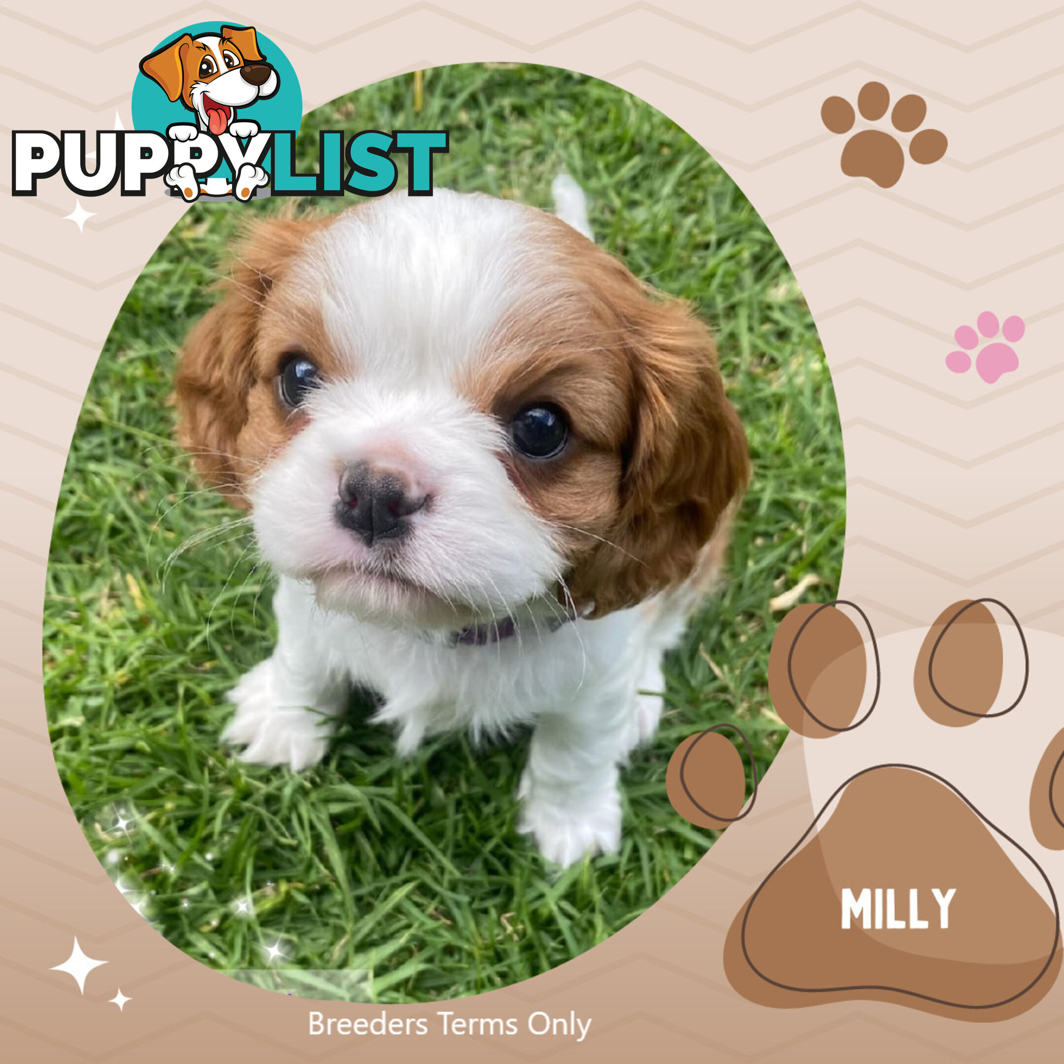 Purebred Female Cavalier King Charles Spaniel Puppies - Breeders Term Only