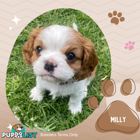 Purebred Female Cavalier King Charles Spaniel Puppies - Breeders Term Only