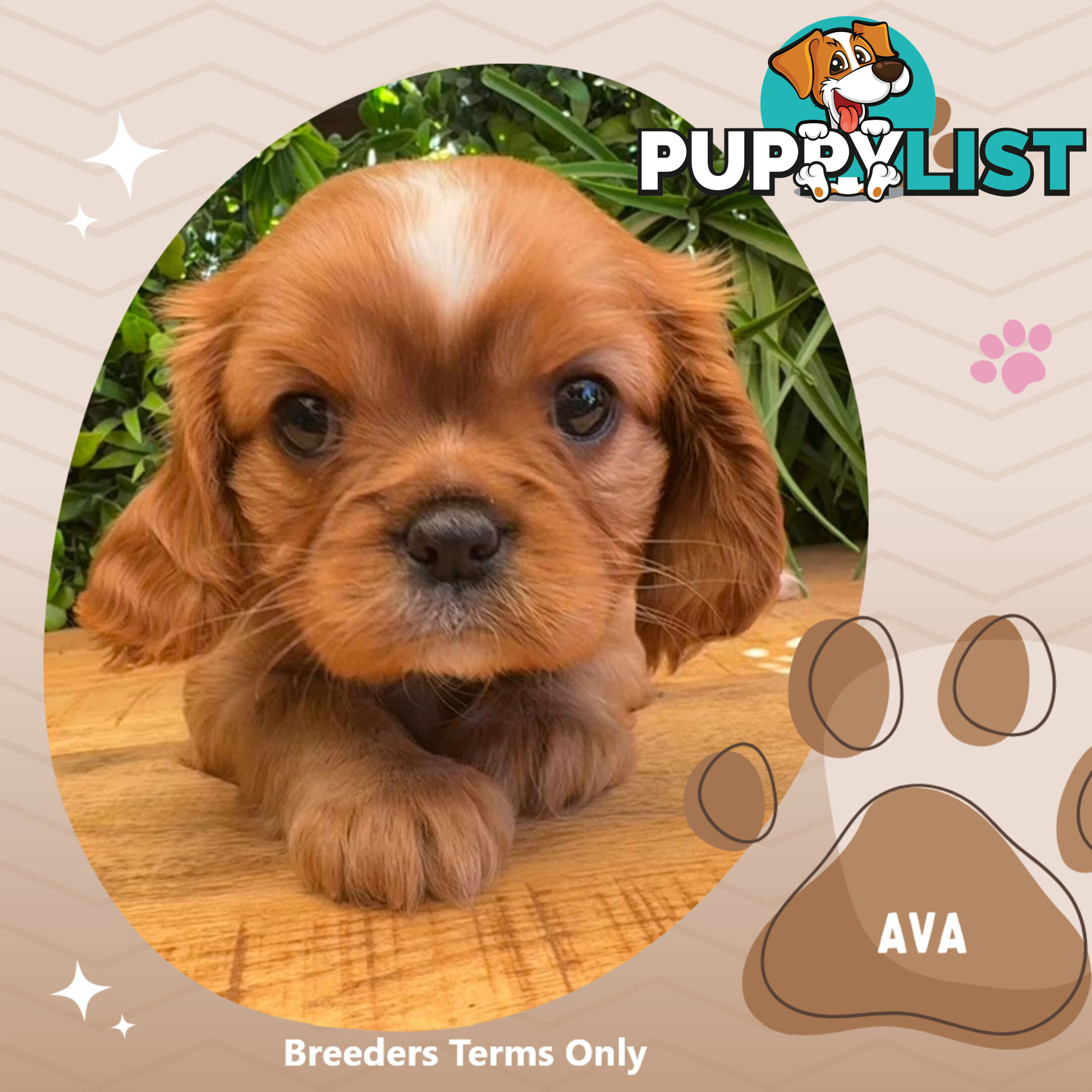 Purebred Female Cavalier King Charles Spaniel Puppies - Breeders Term Only