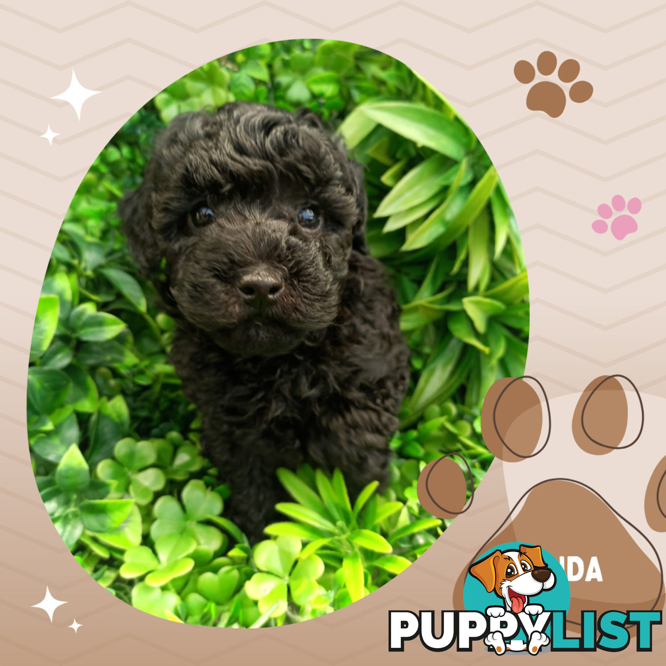 Purebred Toy Poodle, Clear DNA  Breeders Health Guarantee Croydon Vic 3136