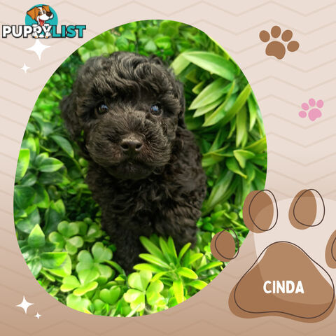 Purebred Toy Poodle, Clear DNA  Breeders Health Guarantee Croydon Vic 3136