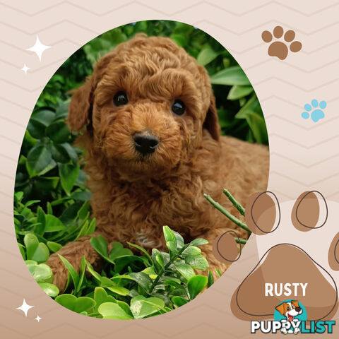 Purebred Toy Poodle, Clear DNA  Breeders Health Guarantee Croydon Vic 3136