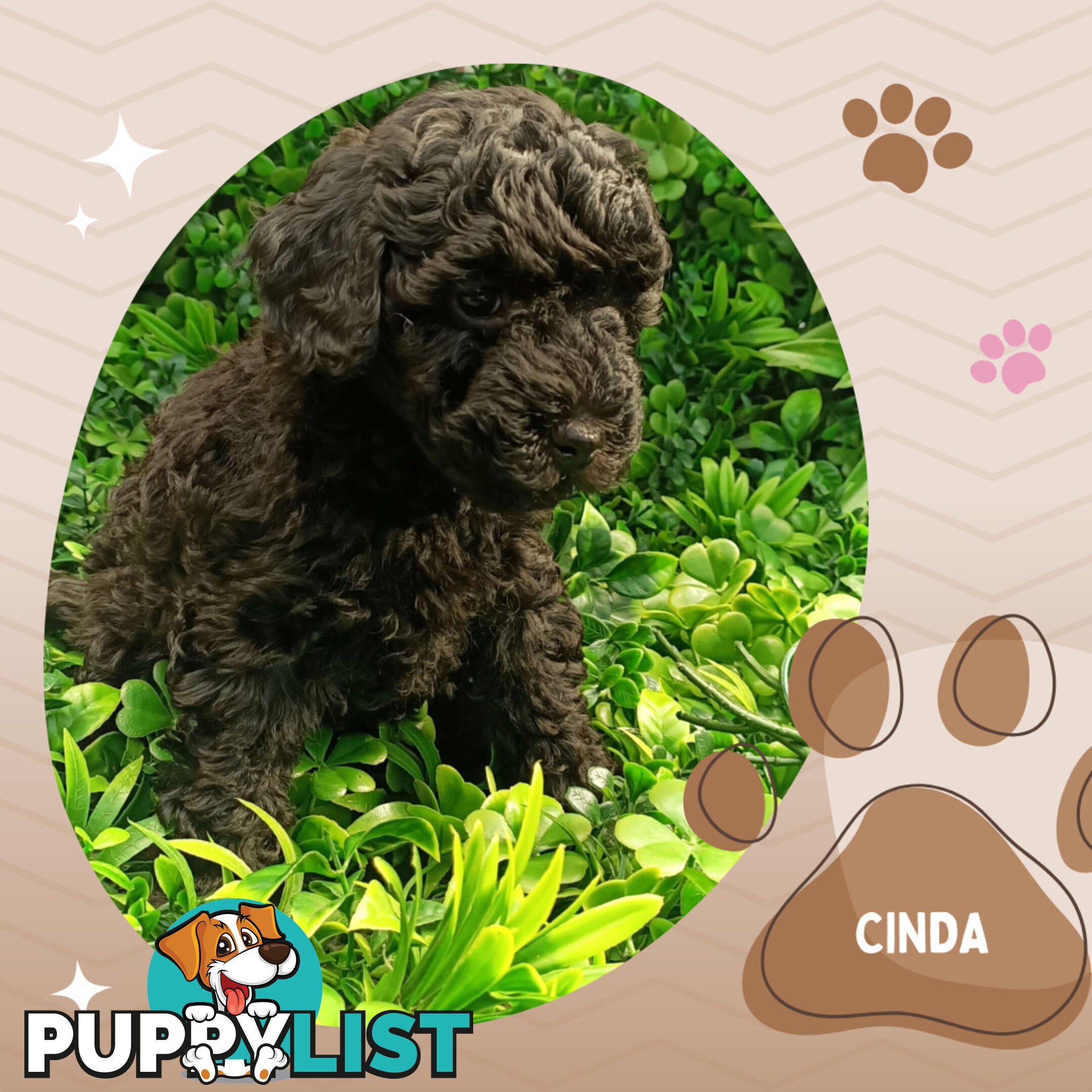 Purebred Toy Poodle, Clear DNA  Breeders Health Guarantee Croydon Vic 3136