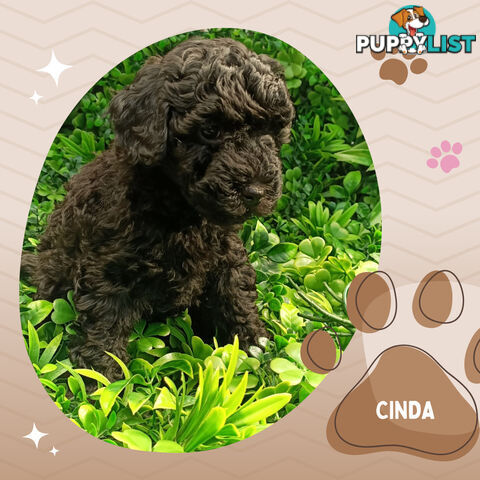 Purebred Toy Poodle, Clear DNA  Breeders Health Guarantee Croydon Vic 3136