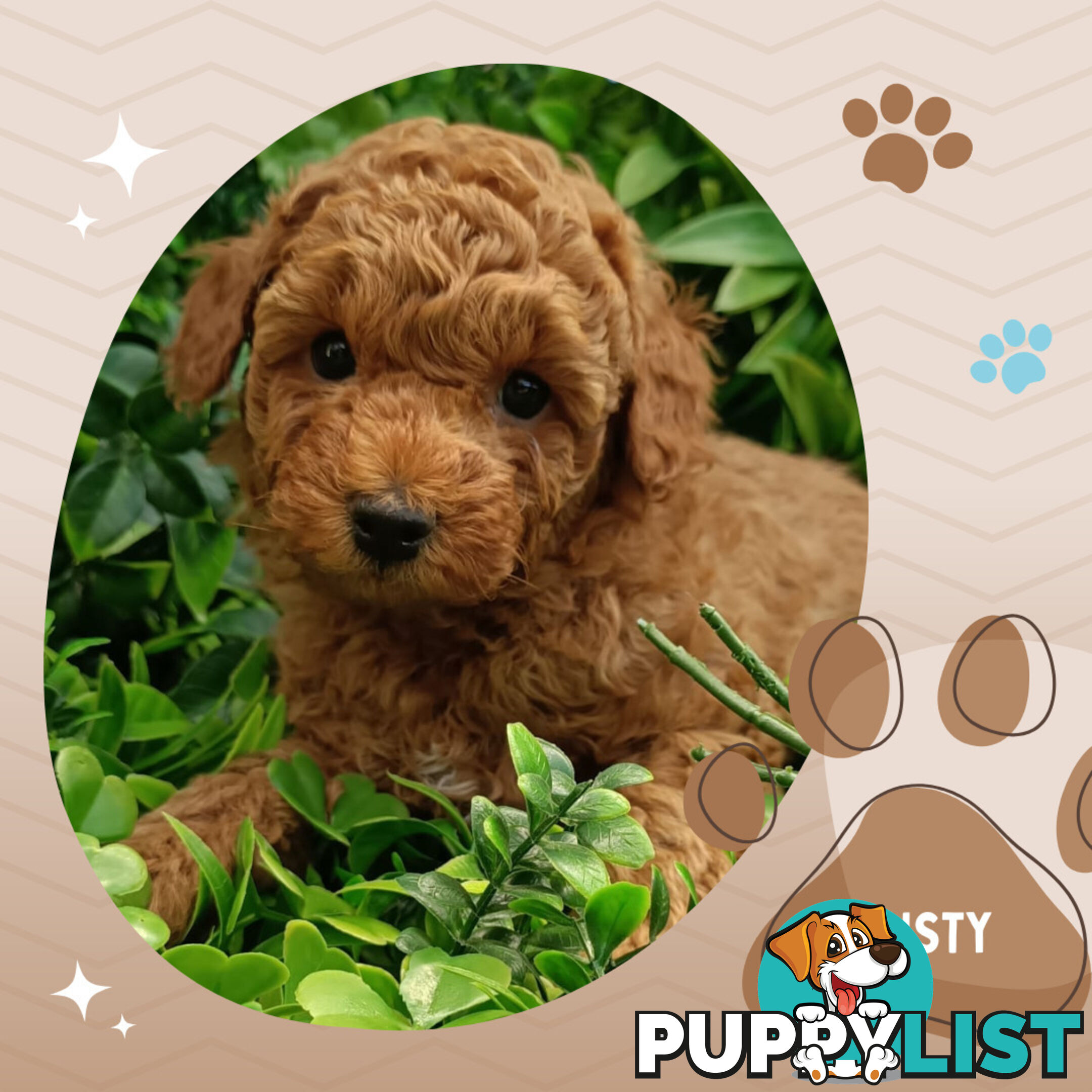 Purebred Toy Poodle, Clear DNA  Breeders Health Guarantee Croydon Vic 3136