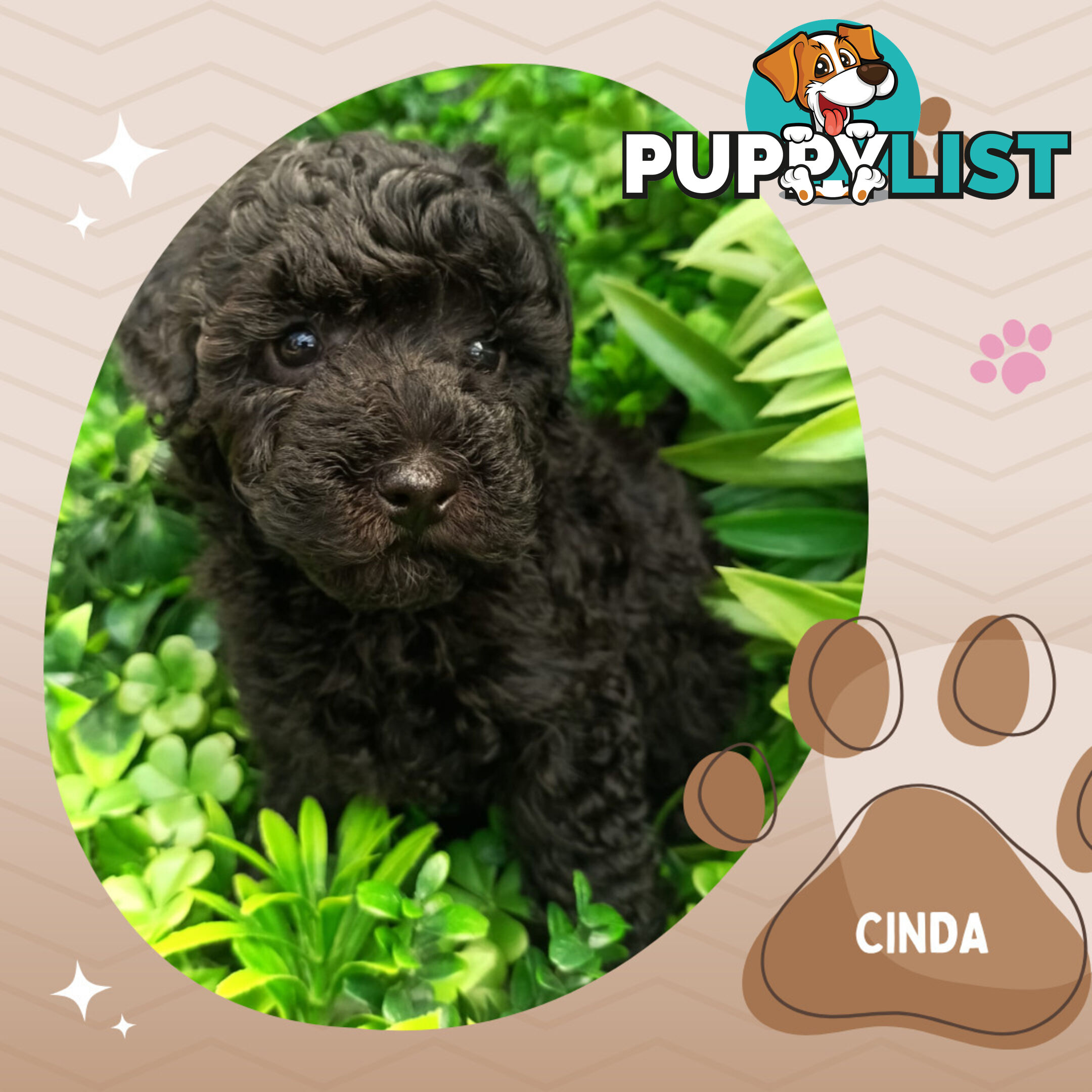 Purebred Toy Poodle, Clear DNA  Breeders Health Guarantee Croydon Vic 3136