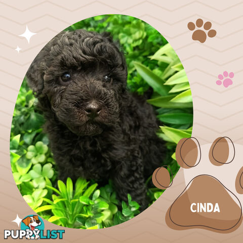 Purebred Toy Poodle, Clear DNA  Breeders Health Guarantee Croydon Vic 3136