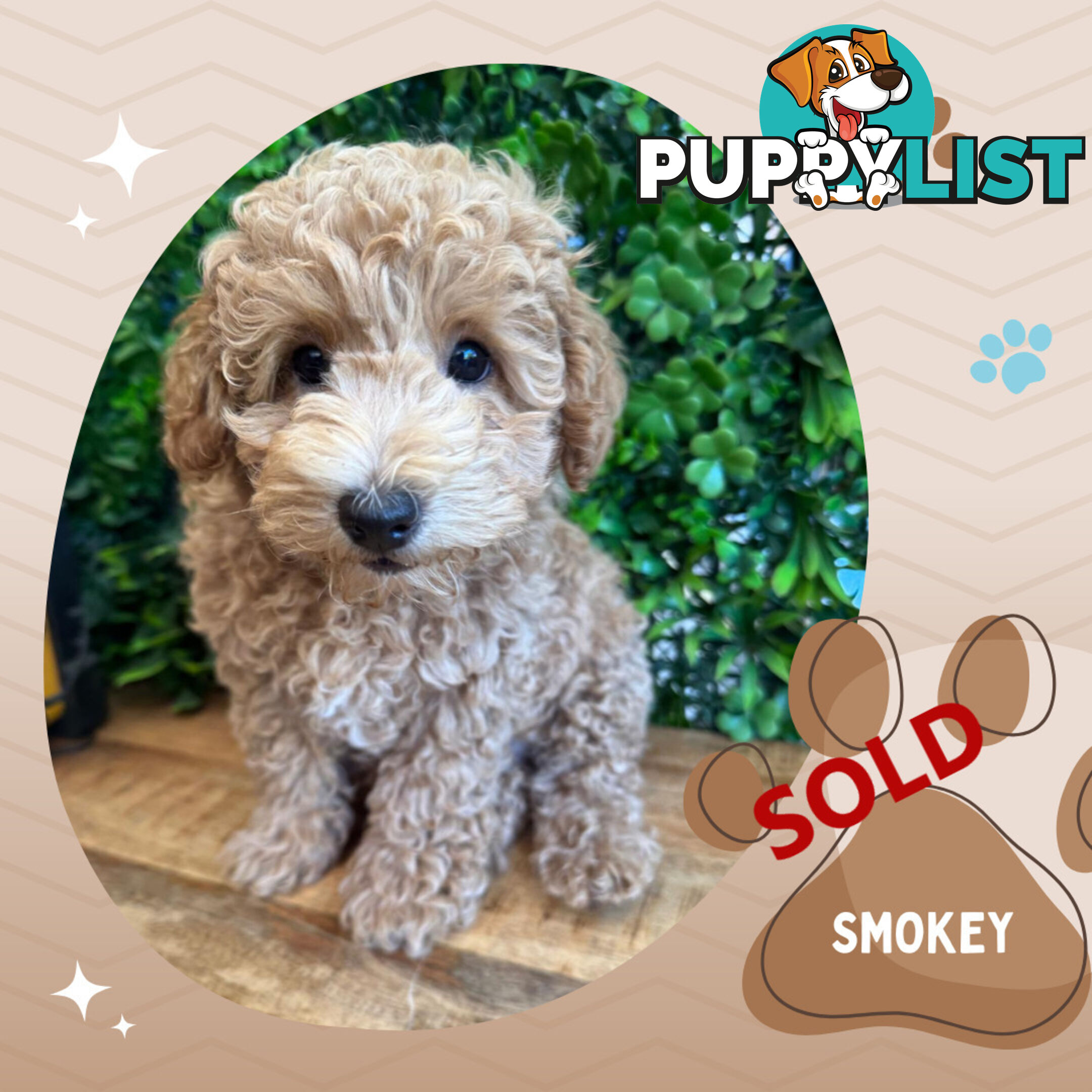 Purebred Toy Poodle, Clear DNA  Breeders Health Guarantee Croydon Vic 3136