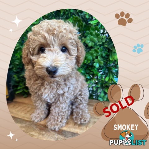 Purebred Toy Poodle, Clear DNA  Breeders Health Guarantee Croydon Vic 3136