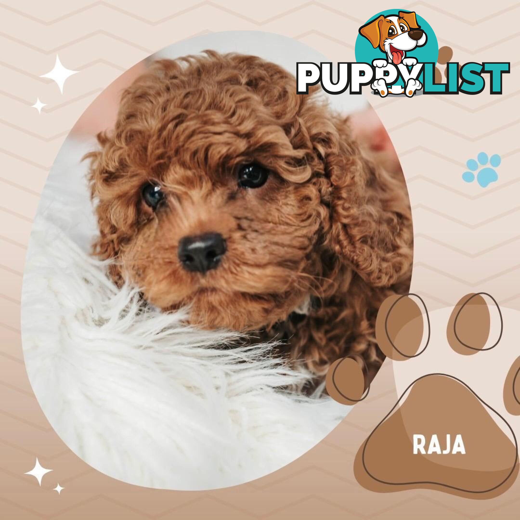 F1B Toy Cavoodle Puppies - Available NOW! - Crib Point 3919