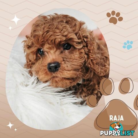 F1B Toy Cavoodle Puppies - Available NOW! - Crib Point 3919