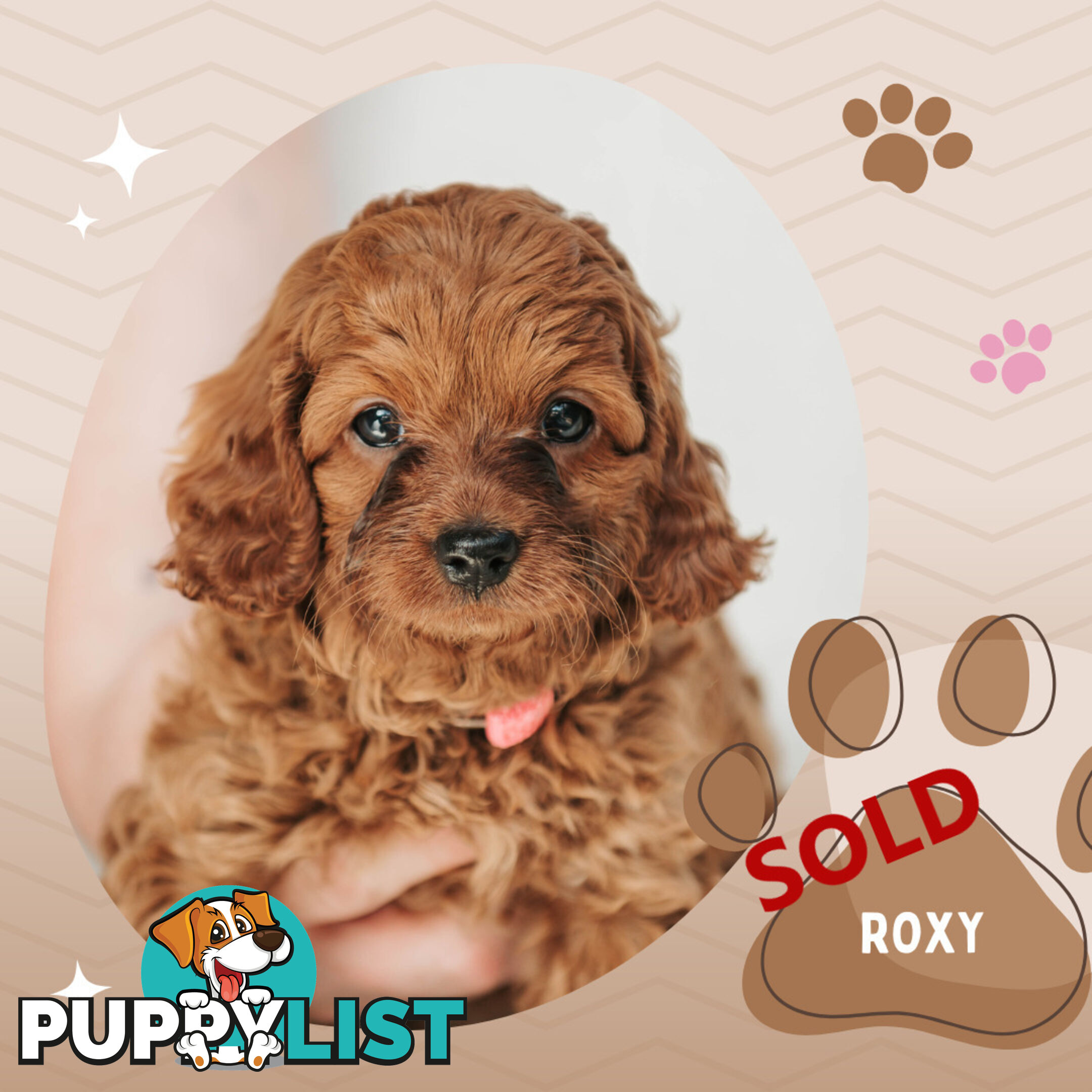 F1B Toy Cavoodle Puppy - Available NOW! - Croydon Vic 3136