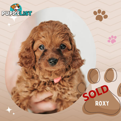 F1B Toy Cavoodle Puppy - Available NOW! - Croydon Vic 3136