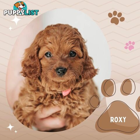 F1B Toy Cavoodle Puppies - Available NOW! - Crib Point 3919
