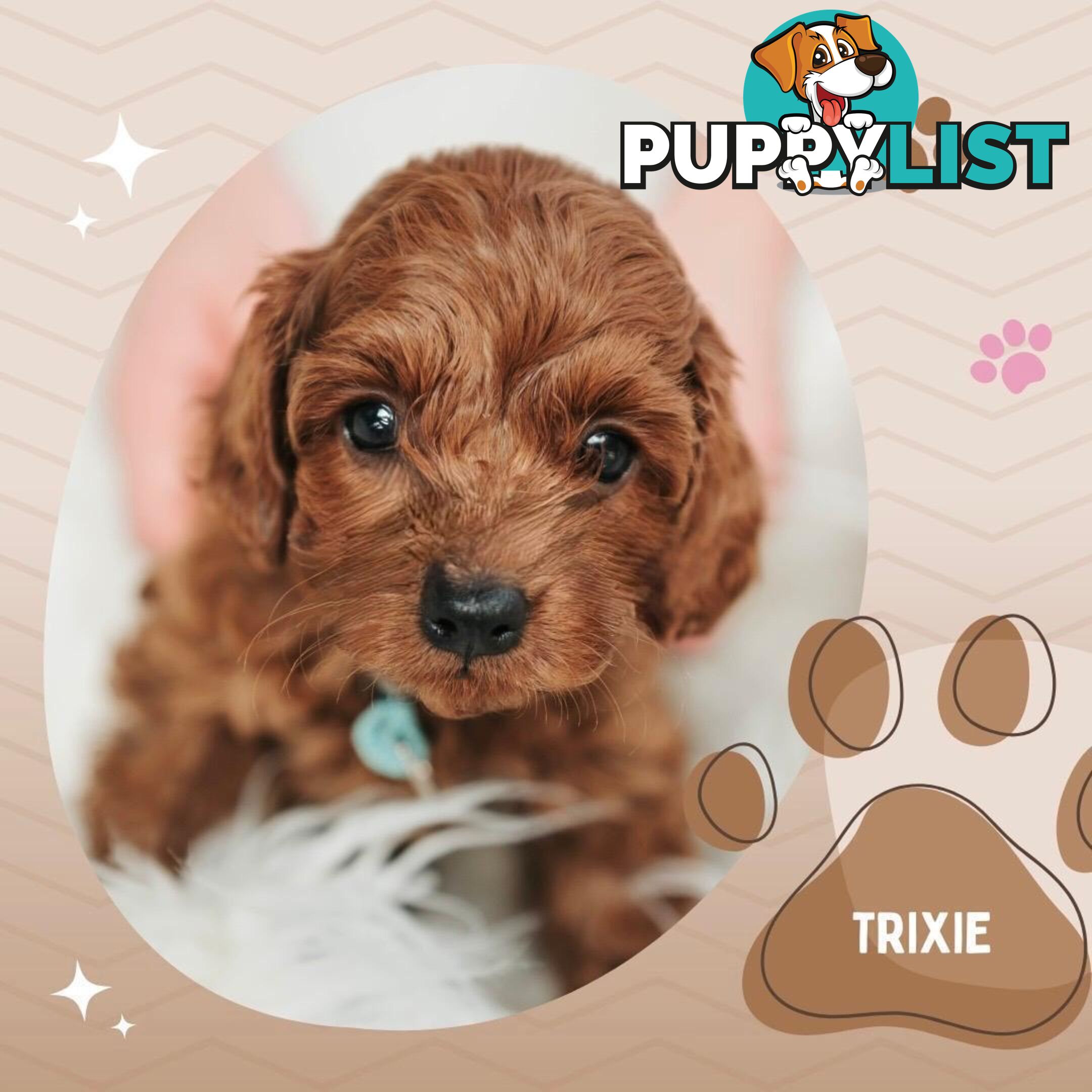 F1B Toy Cavoodle Puppies - Available NOW! - Crib Point 3919