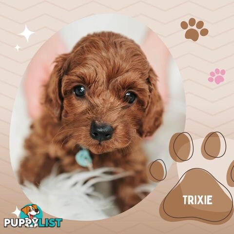 F1B Toy Cavoodle Puppies - Available NOW! - Crib Point 3919