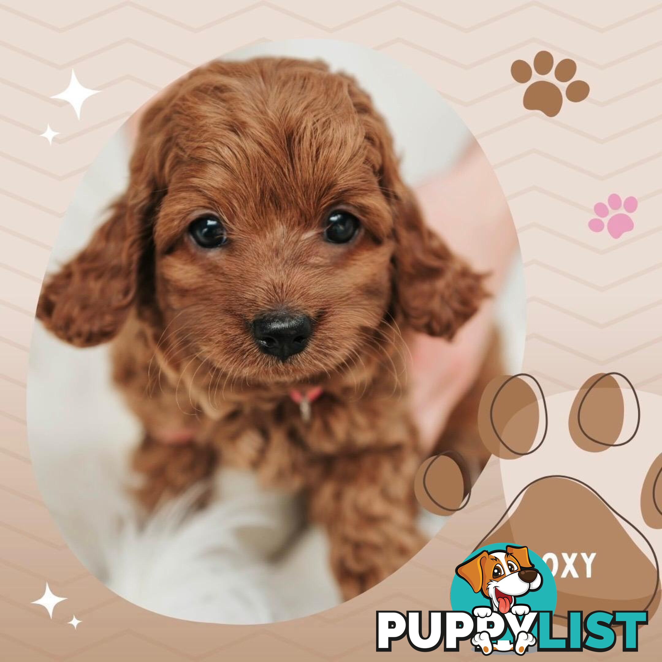 F1B Toy Cavoodle Puppies - Available NOW! - Crib Point 3919