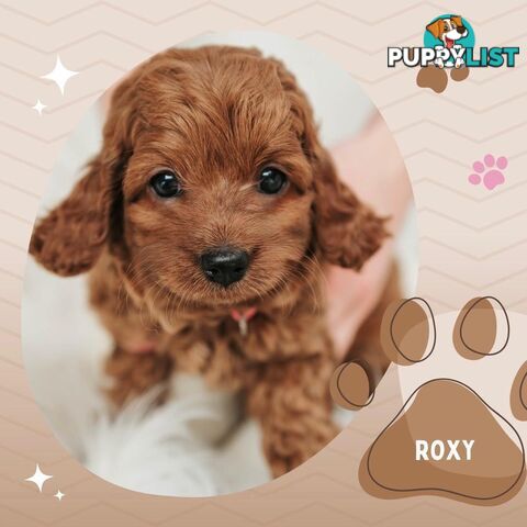 F1B Toy Cavoodle Puppies - Available NOW! - Crib Point 3919