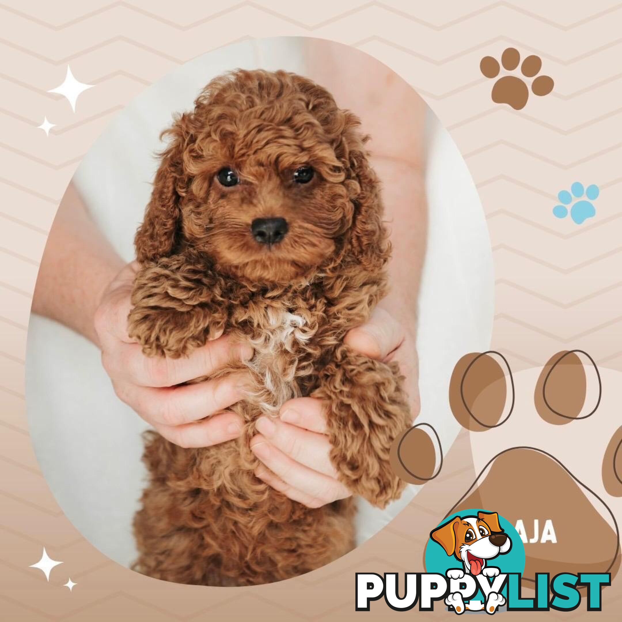 F1B Toy Cavoodle Puppies - Available NOW! - Crib Point 3919