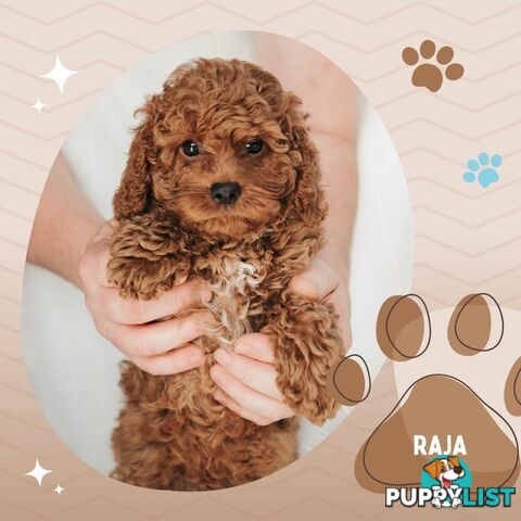 F1B Toy Cavoodle Puppies - Available NOW! - Crib Point 3919