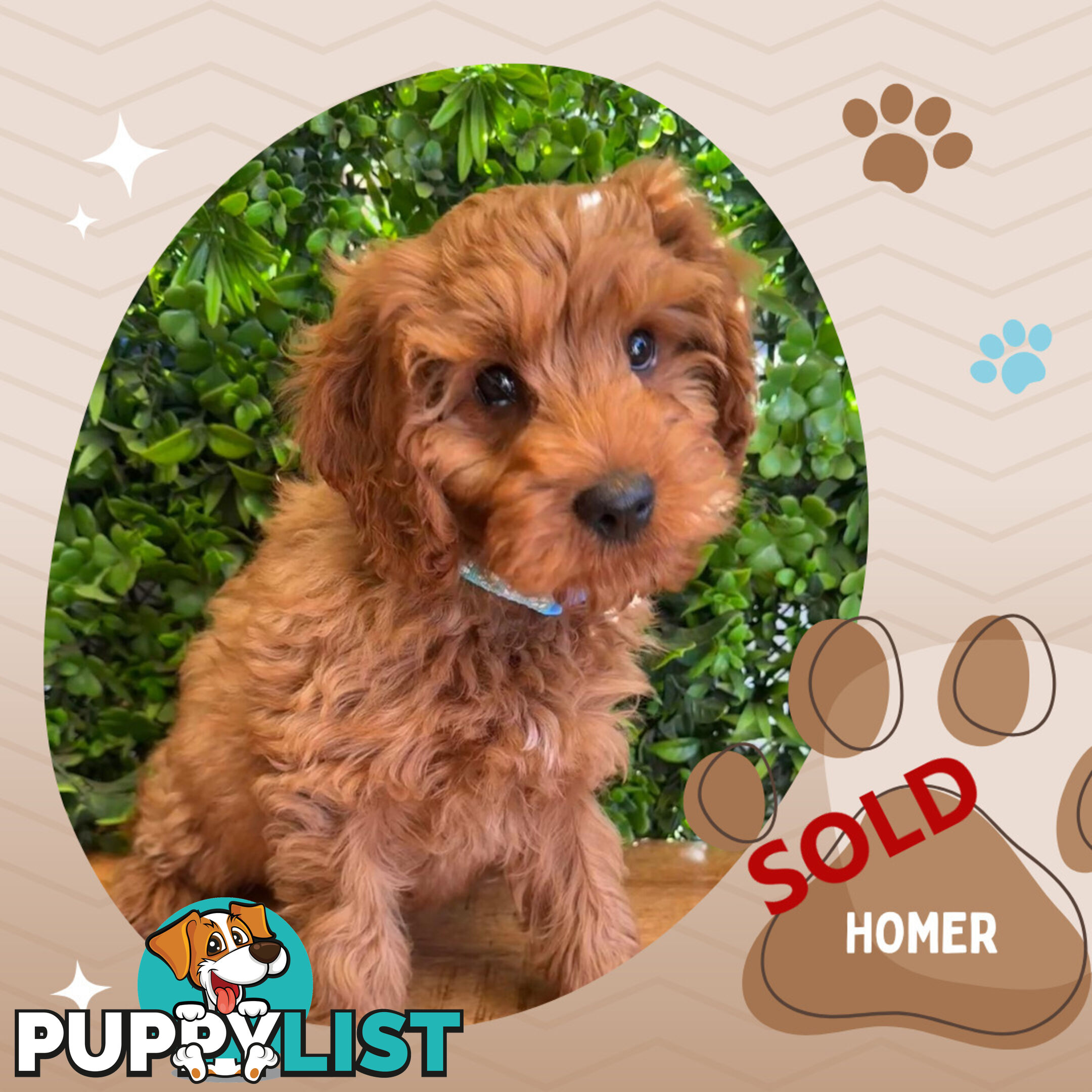 Toy Cavoodle Pups Clear DNA! - Available Now - Mooroolbark VIC 3138
