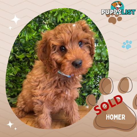 Toy Cavoodle Pups Clear DNA! - Available Now - Mooroolbark VIC 3138
