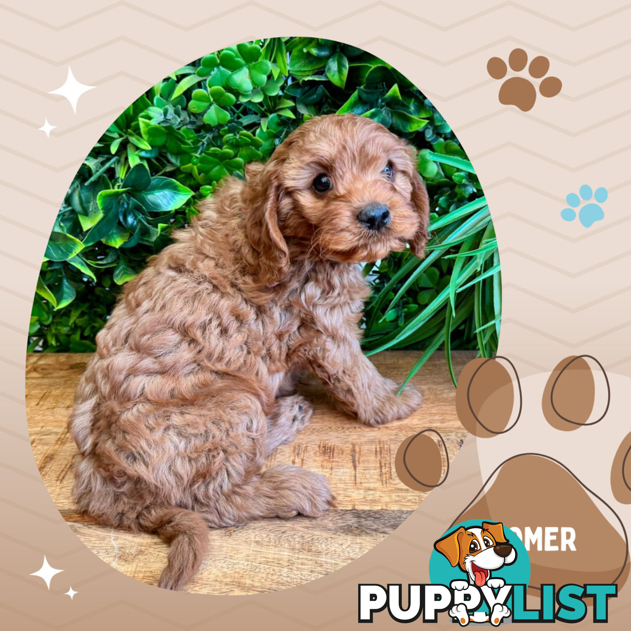 2nd Gen Toy Cavoodle Pups Clear DNA  Left! - Available Now - Mooroolbark VIC 3138