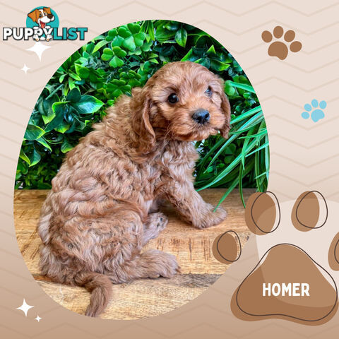 2nd Gen Toy Cavoodle Pups Clear DNA  Left! - Available Now - Mooroolbark VIC 3138