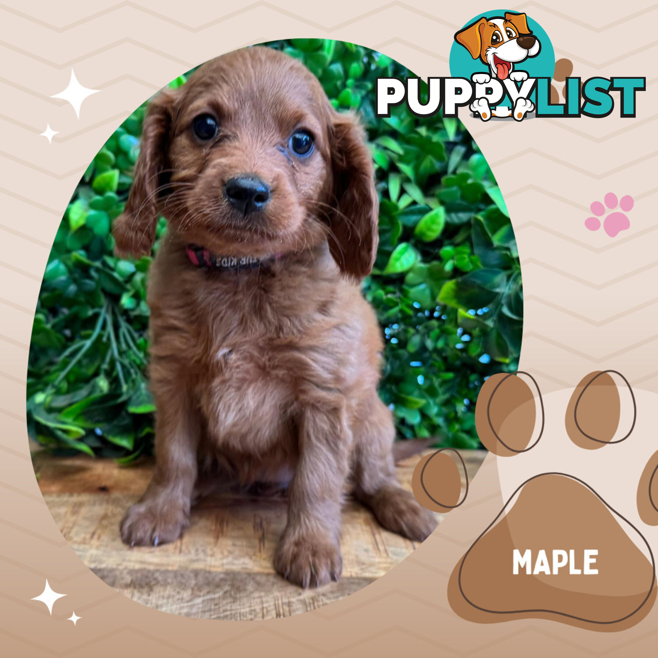 2nd Gen Toy Cavoodle Pups Clear DNA  Left! - Available Now - Mooroolbark VIC 3138