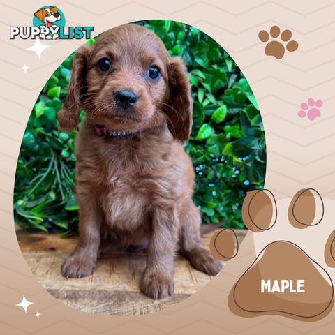 2nd Gen Toy Cavoodle Pups Clear DNA  Left! - Available Now - Mooroolbark VIC 3138