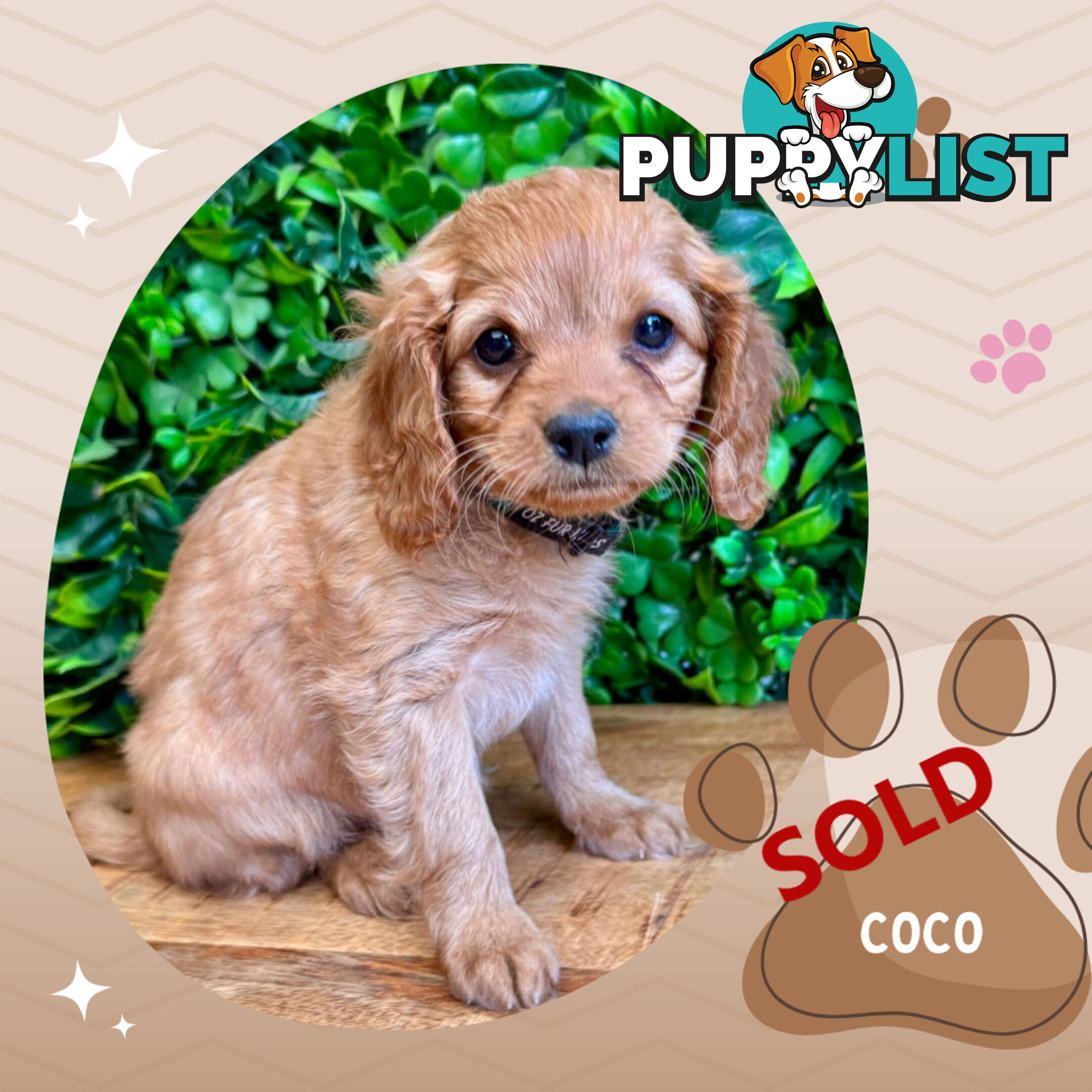 2nd Gen Toy Cavoodle Pups Clear DNA  Left! - Available Now - Mooroolbark VIC 3138