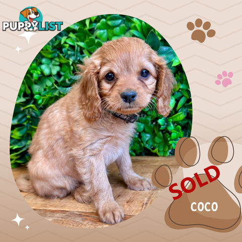 2nd Gen Toy Cavoodle Pups Clear DNA  Left! - Available Now - Mooroolbark VIC 3138