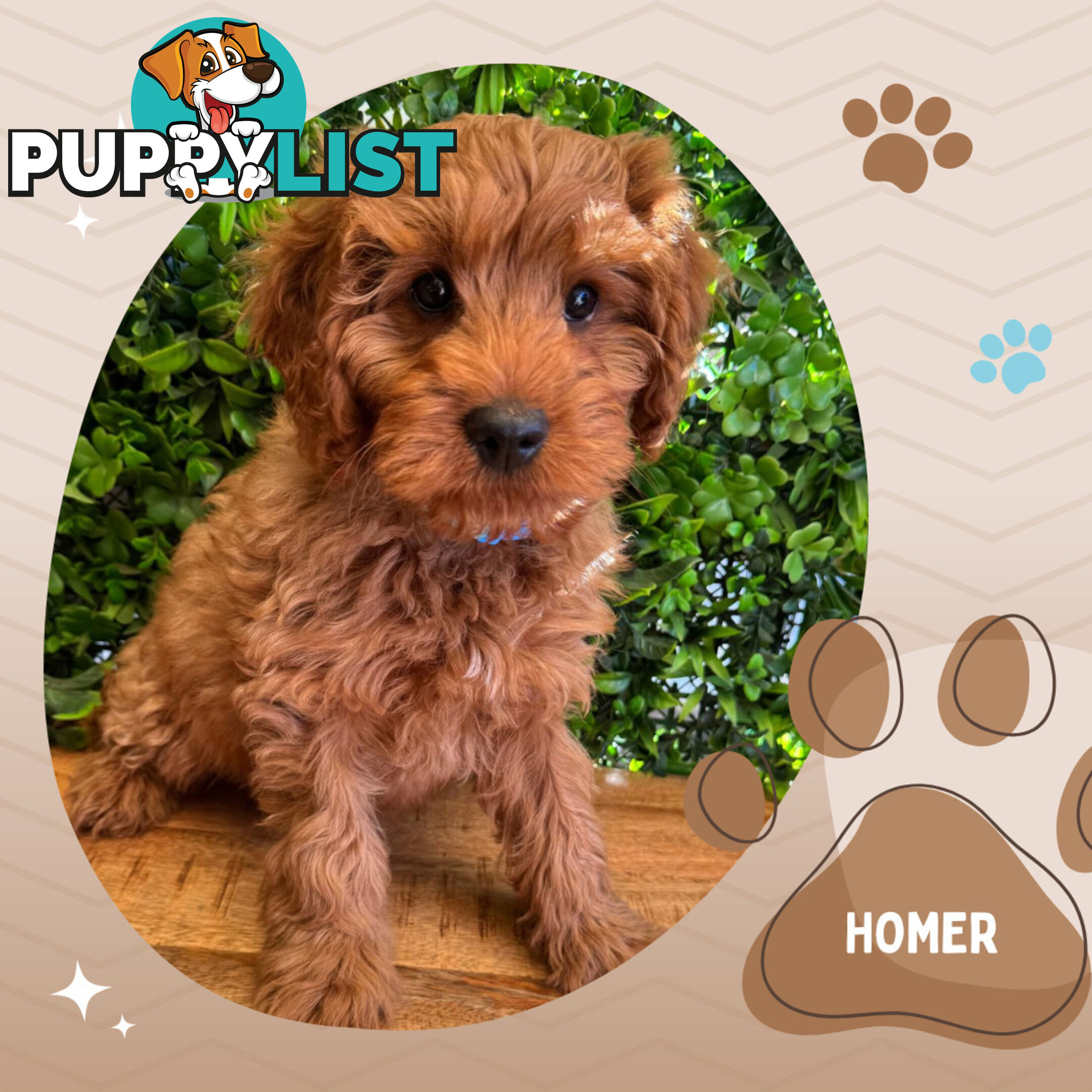 2nd Gen Toy Cavoodle Pups Clear DNA  Left! - Available Now - Mooroolbark VIC 3138