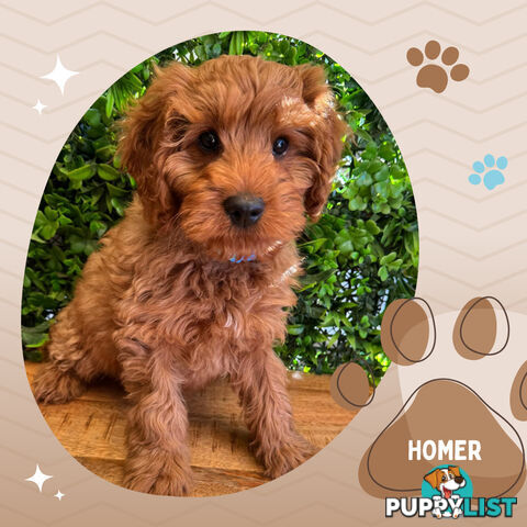 2nd Gen Toy Cavoodle Pups Clear DNA  Left! - Available Now - Mooroolbark VIC 3138
