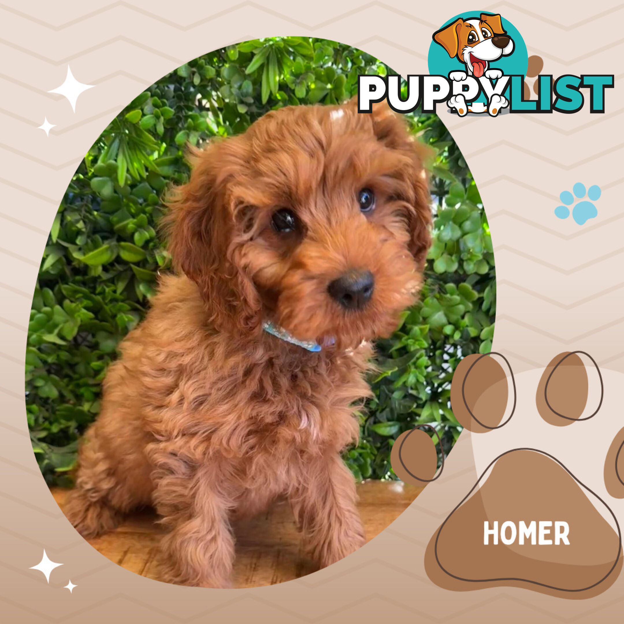 2nd Gen Toy Cavoodle Pups Clear DNA  Left! - Available Now - Mooroolbark VIC 3138