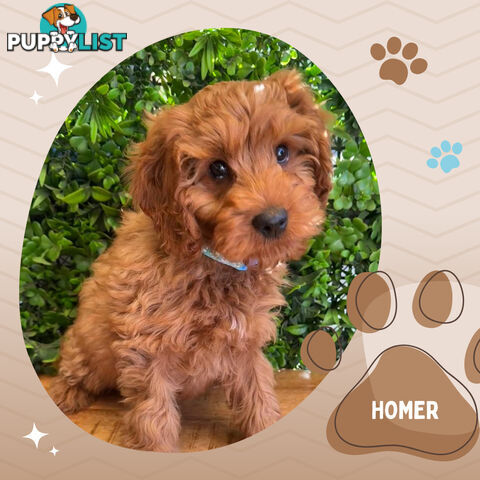 2nd Gen Toy Cavoodle Pups Clear DNA  Left! - Available Now - Mooroolbark VIC 3138