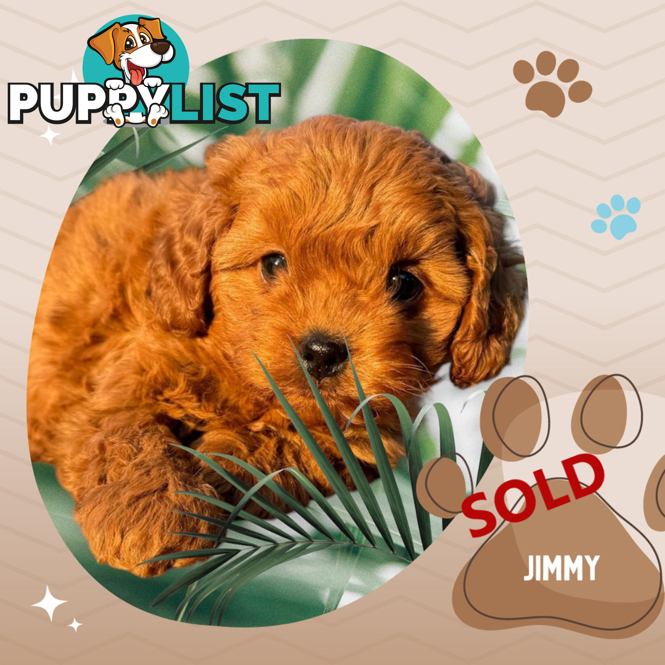 Last Male F1B Toy Cavoodle Puppy Left!, DNA Tested, Ringwood Vic. 3134