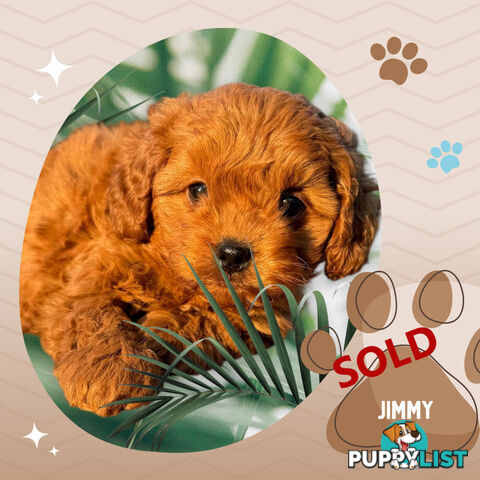 Last Male F1B Toy Cavoodle Puppy Left!, DNA Tested, Ringwood Vic. 3134