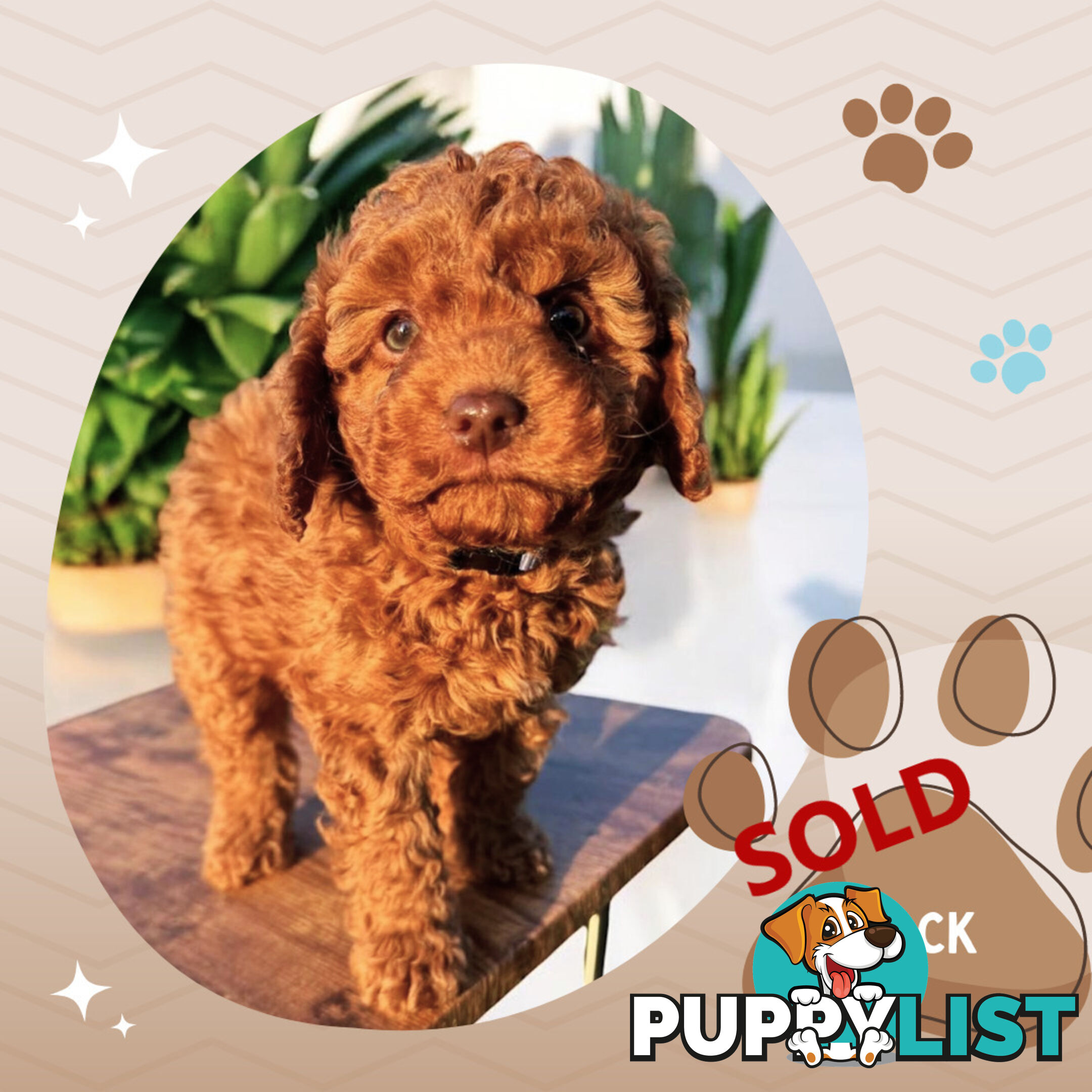 Last Male F1B Toy Cavoodle Puppy Left!, DNA Tested, Ringwood Vic. 3134