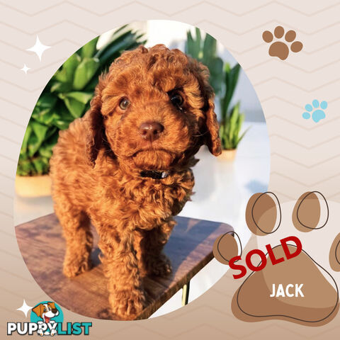 Last Male F1B Toy Cavoodle Puppy Left!, DNA Tested, Ringwood Vic. 3134