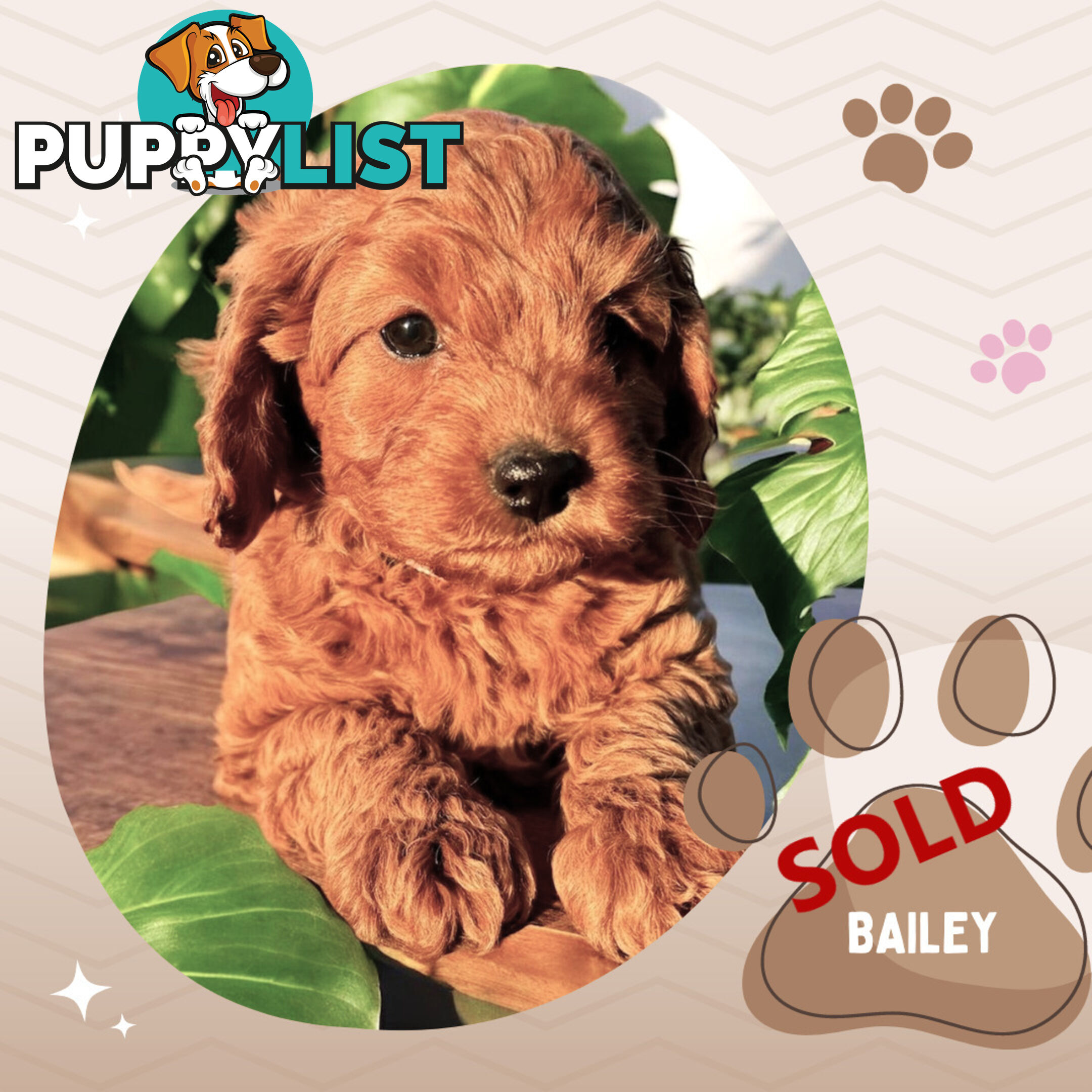 Last Male F1B Toy Cavoodle Puppy Left!, DNA Tested, Ringwood Vic. 3134