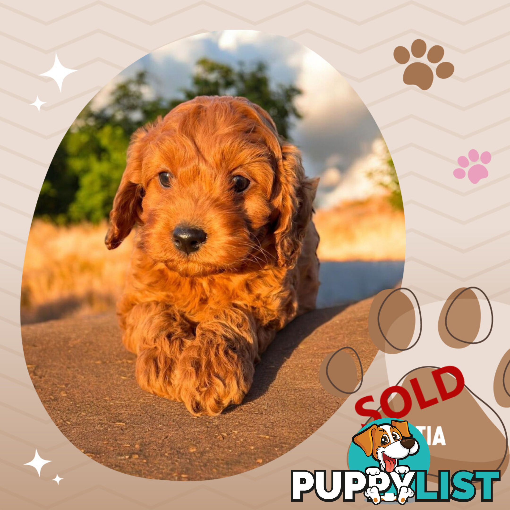 Last Male F1B Toy Cavoodle Puppy Left!, DNA Tested, Ringwood Vic. 3134