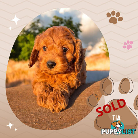 Last Male F1B Toy Cavoodle Puppy Left!, DNA Tested, Ringwood Vic. 3134