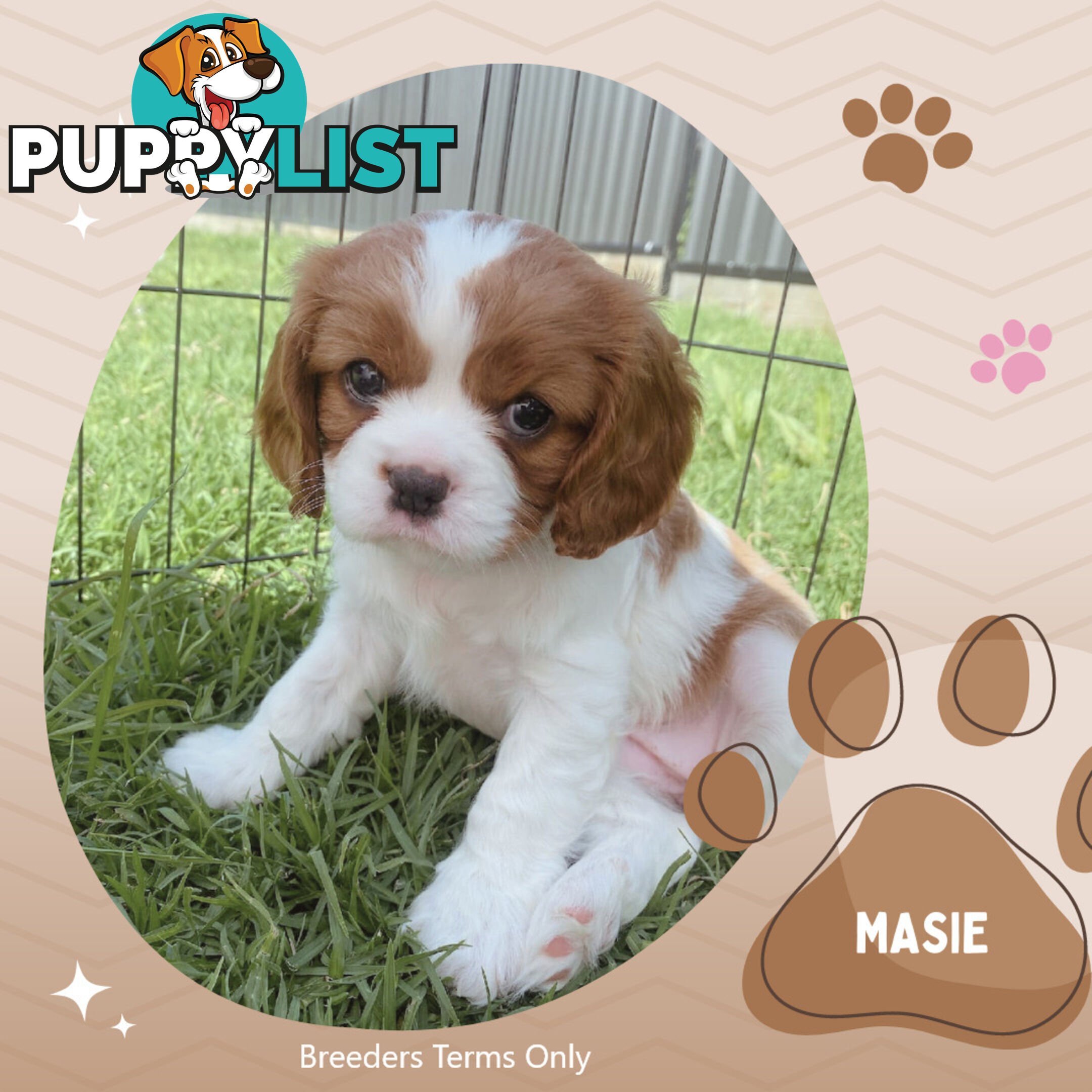 Purebred Blenheim Cavalier King Charles Spaniels on Breeders Terms  Doreen Vic 3745