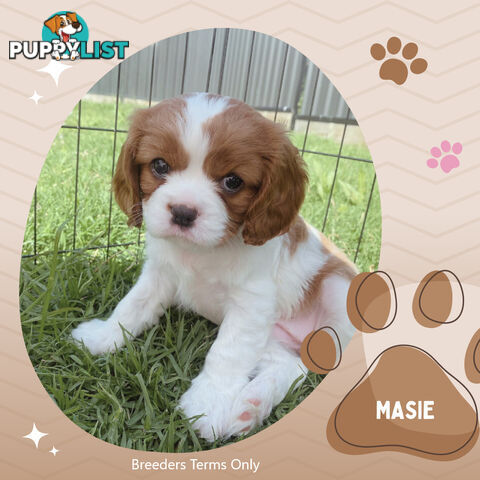 Purebred Blenheim Cavalier King Charles Spaniels on Breeders Terms  Doreen Vic 3745