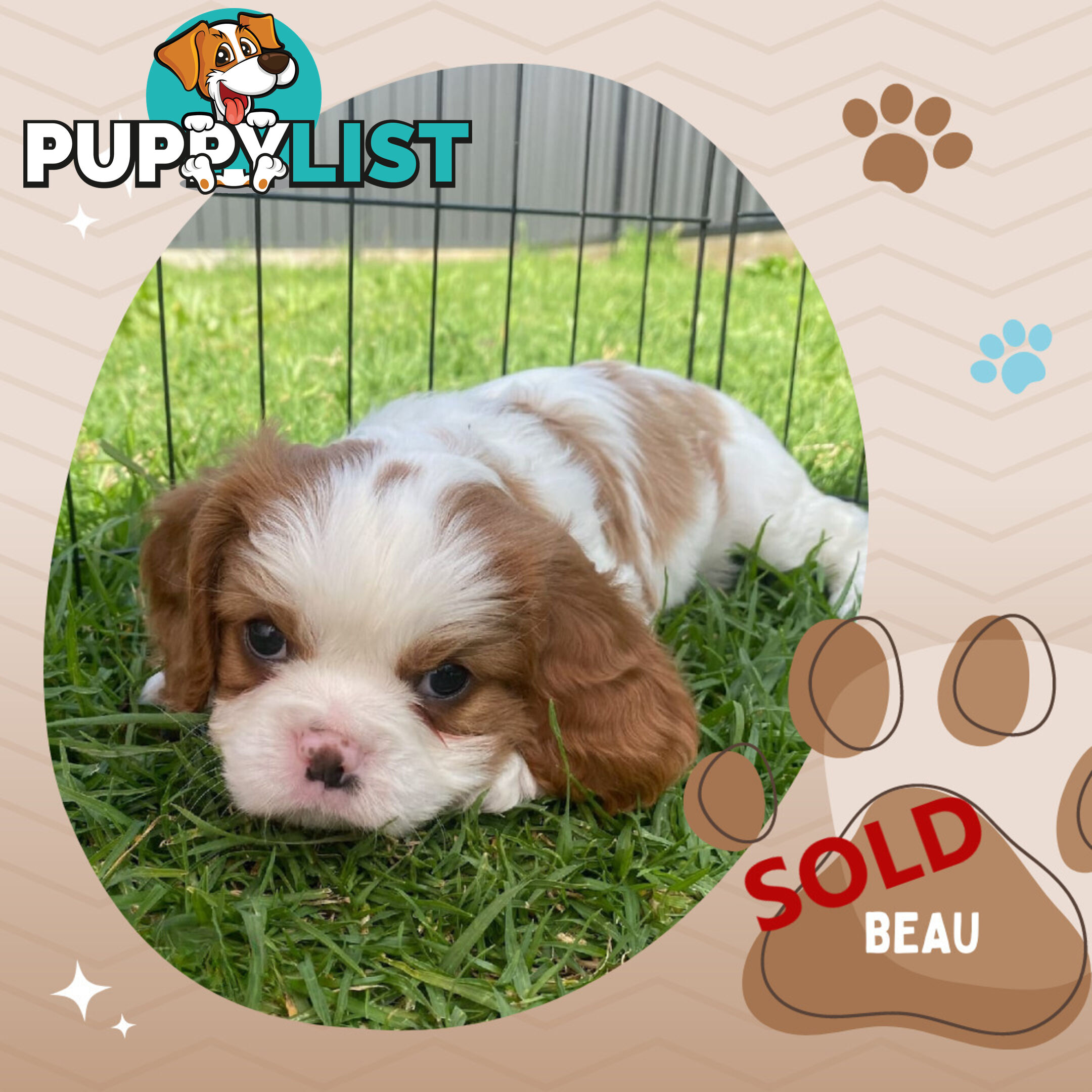 Purebred Blenheim Cavalier King Charles Spaniels on Breeders Terms  Doreen Vic 3745