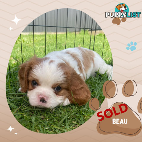 Purebred Blenheim Cavalier King Charles Spaniels on Breeders Terms  Doreen Vic 3745