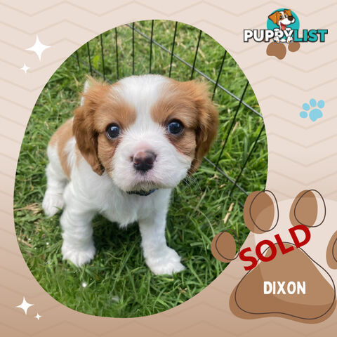 Purebred Blenheim Cavalier King Charles Spaniels on Breeders Terms  Doreen Vic 3745