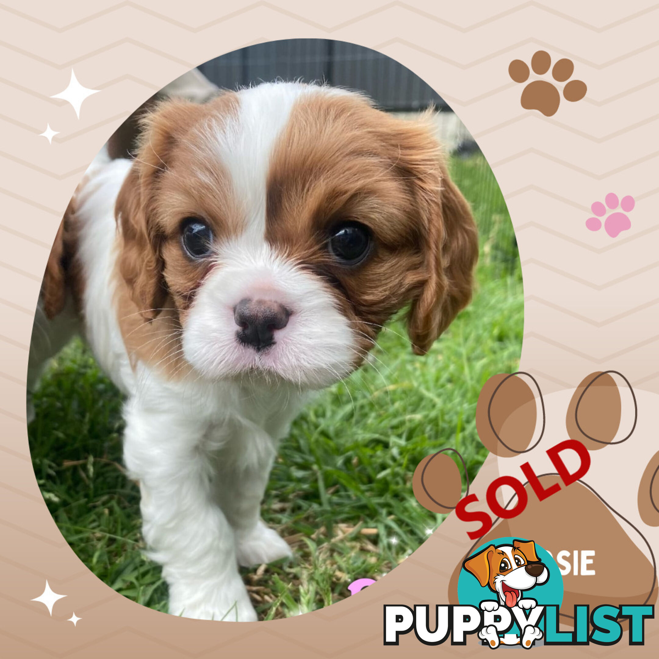 Purebred Blenheim Cavalier King Charles Spaniels on Breeders Terms  Doreen Vic 3745