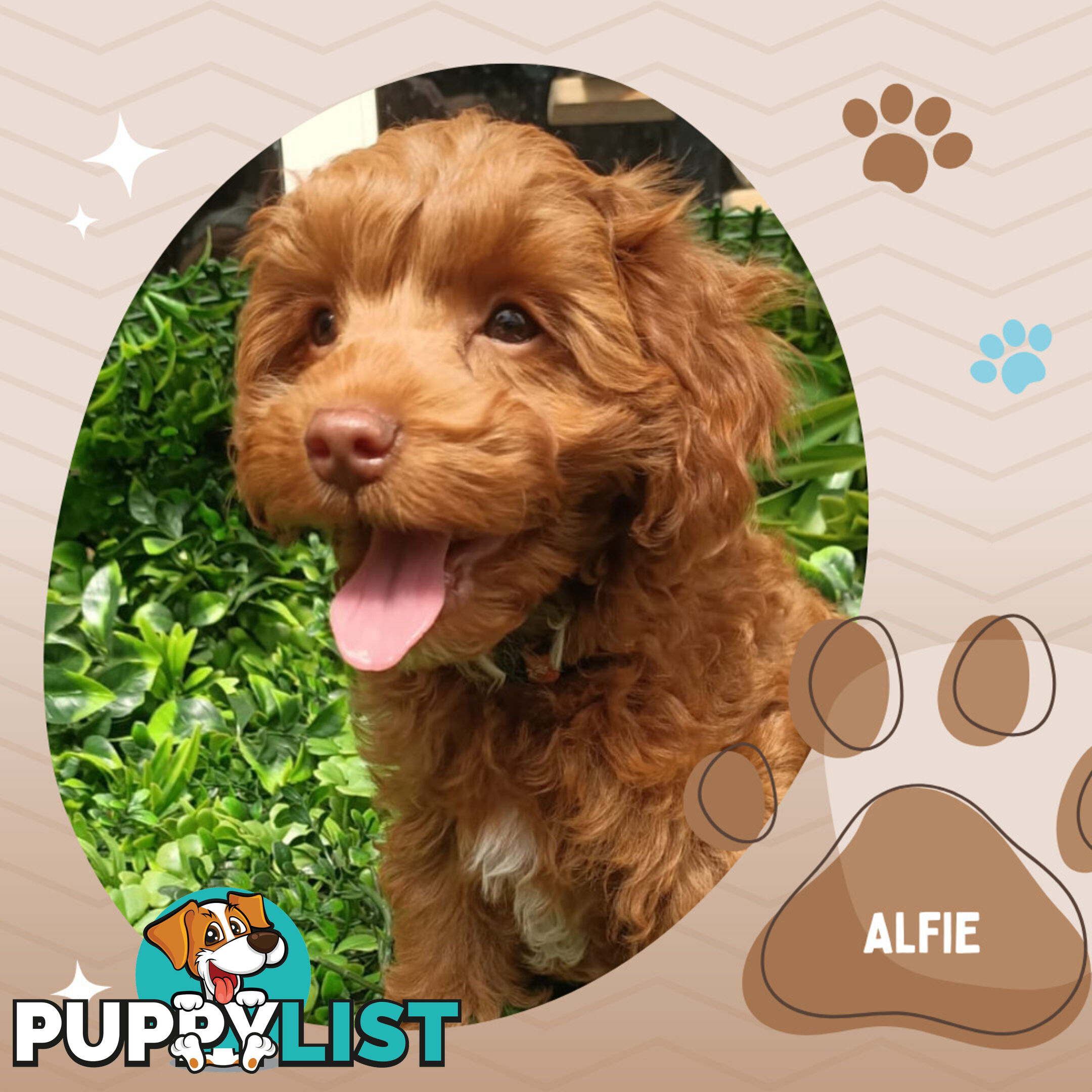 F1b Ruby Toy Cavoodles AV. 05.02.2025 - DNA tested &amp; BH Guarantee Narre Warren Sth. Vic 3805